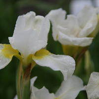 Sibirische Iris 'Viel Schnee'