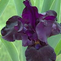 Bartiris 'Black Dragon'