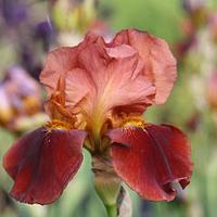 Bartiris 'Natchez Trace'