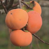 Japanische Kaki