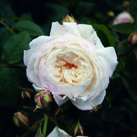 Rose 'Claire Austin'