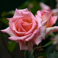 Rose 'Compassion’