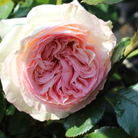 Kletterrose 'Eden Rose 85' 
