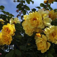 Kletterrose ‘Golden Gate’