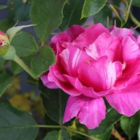 Delbard Rosen