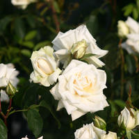 Kletterrose 'Ilse Krohn Superior'
