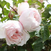 Kletterrose ‘The Generous Gardener’