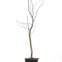 Korkenzieher-Robinie 'Tortuosa'