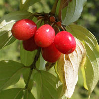 Heimische Wildgehlze