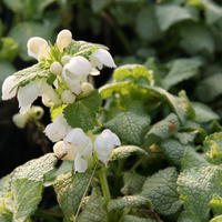 Taubnessel 'White Nancy'