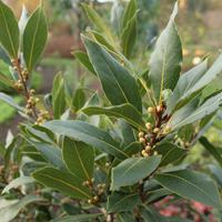 Echter Gewrzlorbeer (Laurus nobilis)