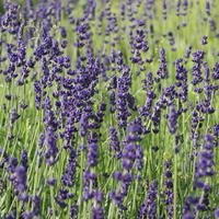 Lavendel 'Hidcote Blue'