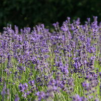 Lavendel 'Siesta'