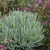 Lavendel (Lavandula intermedia) ‘Grosso’
