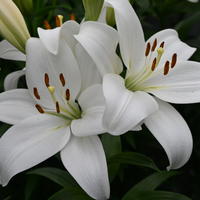 Asiatische Lilien