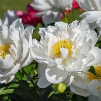 Paeonia Itoh 'Love Affair'