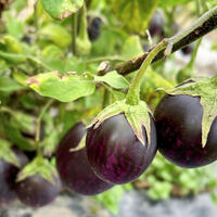 Aubergine 'Purple Blitz'