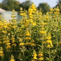 Gold-Felberich