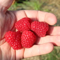 Primeberry 'Autumn Chef'