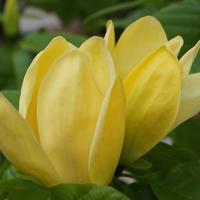 Strauch Magnolie
