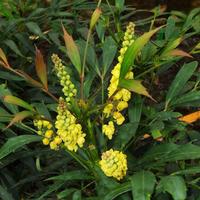 Chinesische Mahonie (Mahonia eurybracteata) 'Sweet Winter'