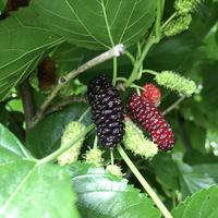 Maulbeere 'Illinois Everbearing'