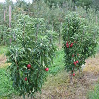 Zwergapfelbaum Maloni Billy