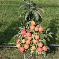 Zwergapfelbaum