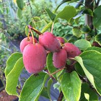 Aussen pink, innen grn: 'Pink Jumbo'