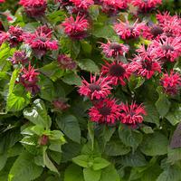 Indianernessel 'Bee Happy'