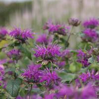 Indianernessel 'Blaustrumpf'