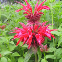 Indianernessel 'Gardenview Scarlett'