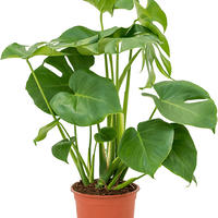 Monstera