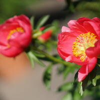 Paeonia x lactiflora 'Montezuma'