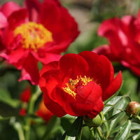 Paeonia x lactiflora 'Montezuma'