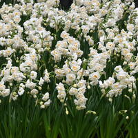 Gefllte Narzisse 'Bridal Crown'