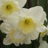 Grosskronige Narzisse 'Ice Follies'
