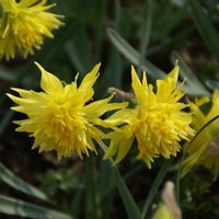 Gefllte Narzisse 'Rip van Winkle'