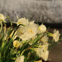 Reifrock-Narzisse (N. bulbocodium) ‘Arctic Bells’