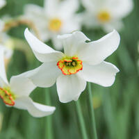 Blumenzwiebeln zum Verwildern