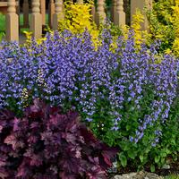 Nepeta x faassenii 'Purrsian Blue'