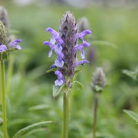 Geaderte Garten-Katzenminze 'Blue Moon'