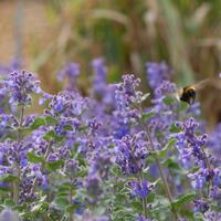 Nepeta racemosa 'Superba'