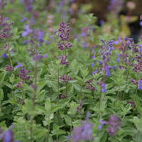 Nepeta x faassenii