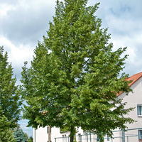 Linde