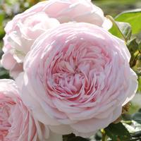 ‘Olivia Rose Austin’