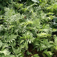 Perl-Farn (Onoclea sensibilis)