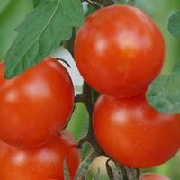 Balkontomaten