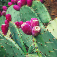 Feigenkaktus Opuntia engelmannii