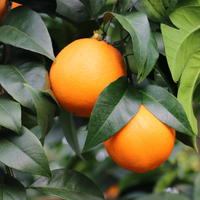 Erdbeer-Orange 'Fragola'